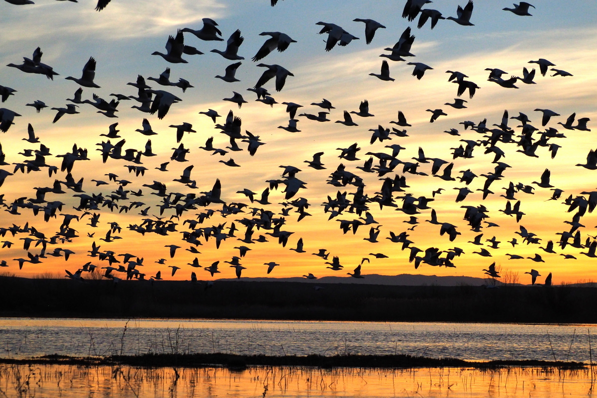 Bosque del Apache National Wildlife Refuge