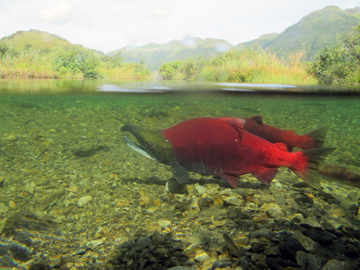 Kodiak National Wildlife Refuge Sockeye Salmon