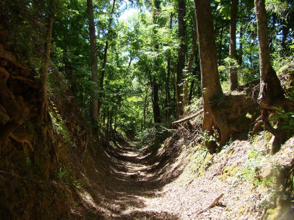 A sunken trail cuts through a dense forest 