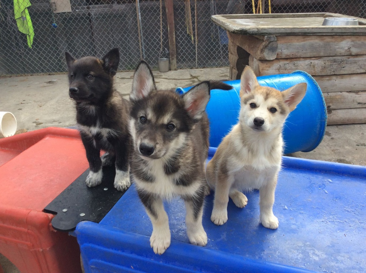 Three sled dog puppies sit on top of a red and blue boxes in a large kennel.