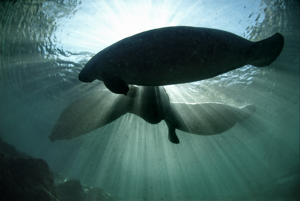 Looking from underneath, the silhouettes of three manatees stand against the sun.