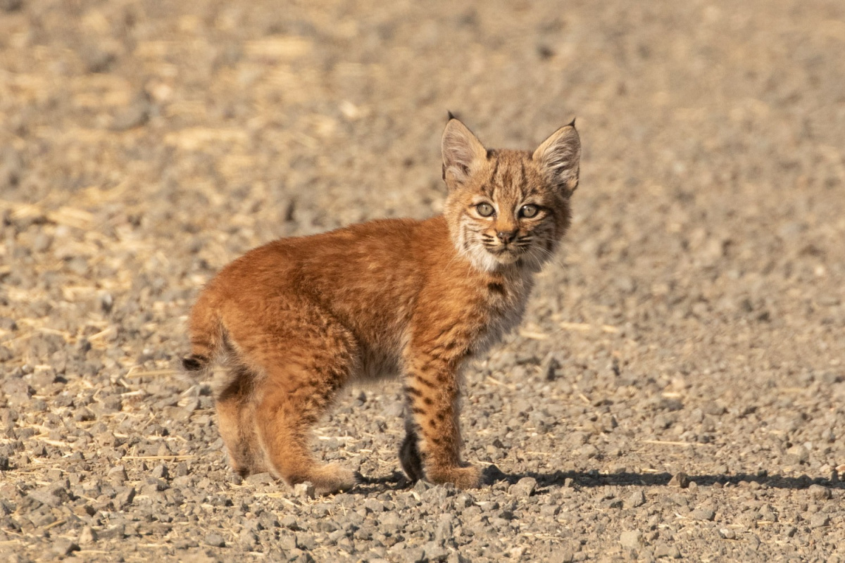 Bobcat Kitten at Modoc NWR 