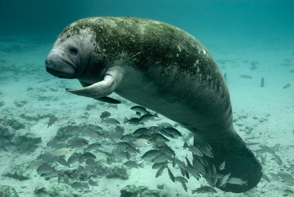 A lone manatee floats in the sea, seemingly waving to the camera.