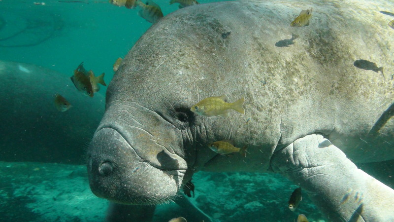 A picture of a manatee close up, surrounded by small bright yellow fish.