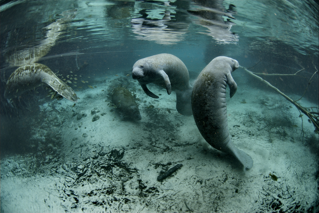 Four manatees swim among branches and other debris in shallow water.
