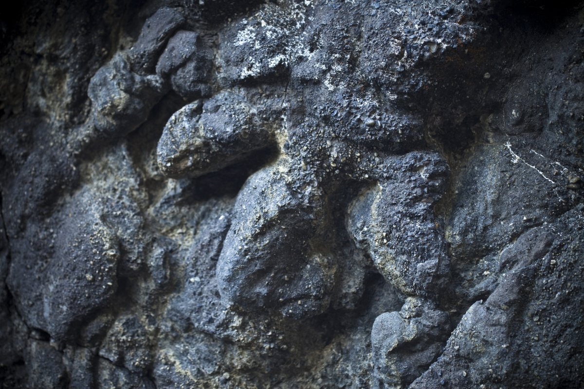 A fossil of a three toed dinosaur is cast in black rock.