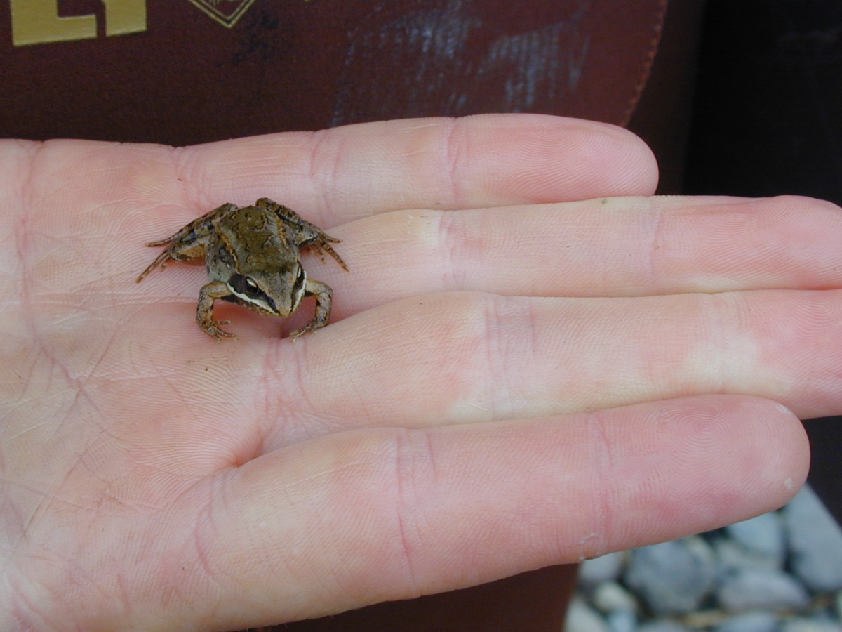 A tiny brown frog sits in the palm of a person's hand, spanning about the width of a finger.