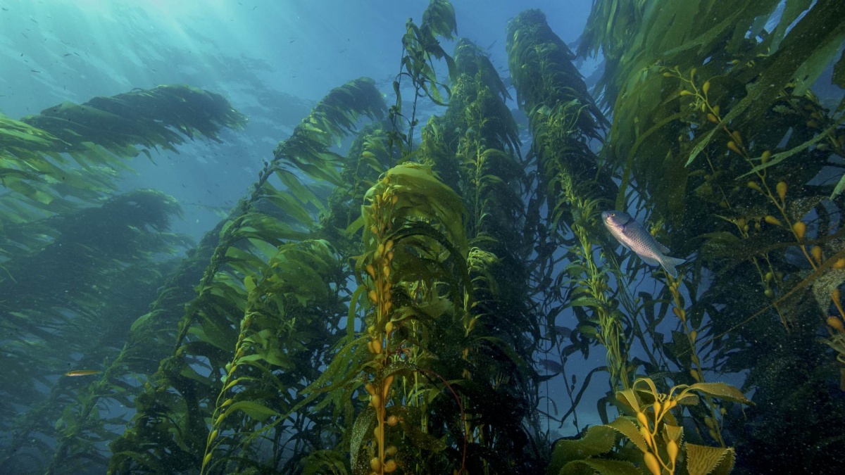 underwater kelp forest with a fish