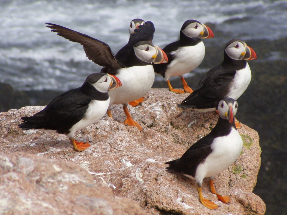 9 animals that are feeling the impacts of climate change . Department of the Interior 9 animals that are feeling the impacts of climate change . Department of the Interior