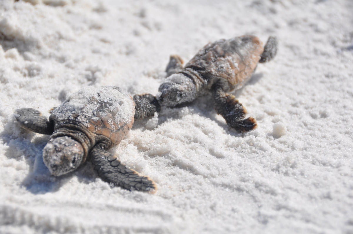 baby sea turtles