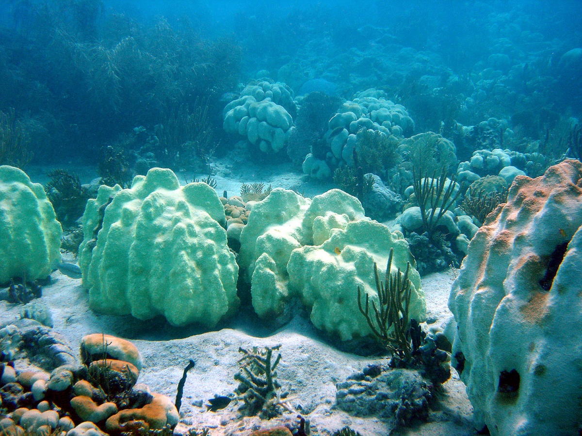 bleached coral