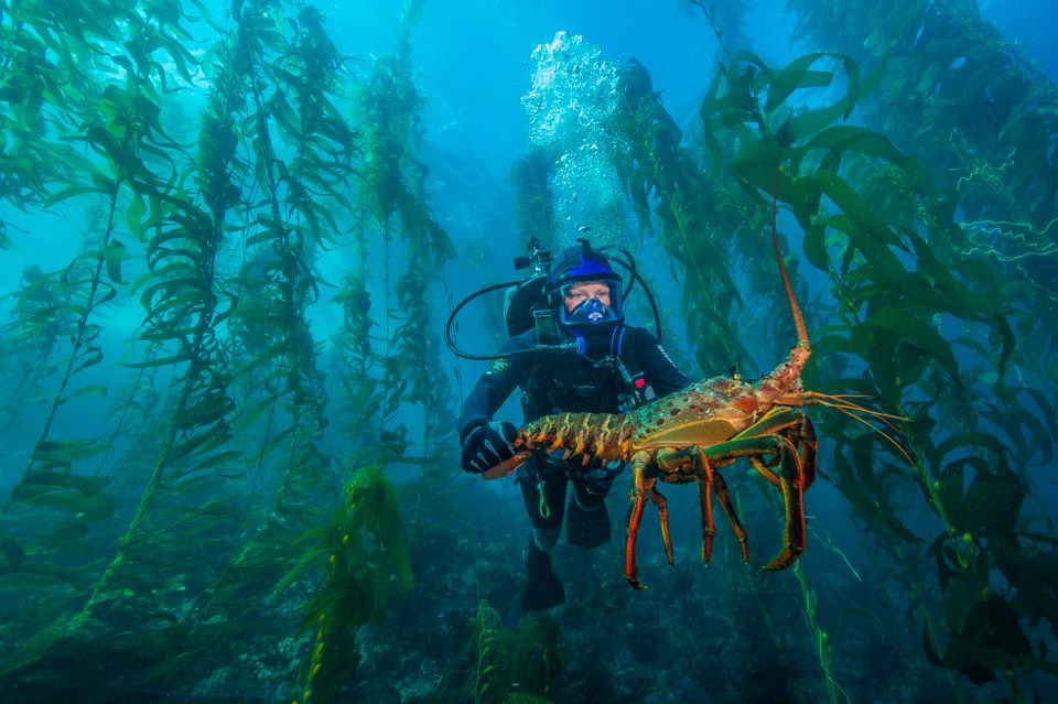 diver with lobster