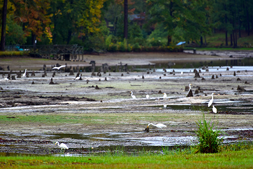 Lake Elizabeth Great Egrets