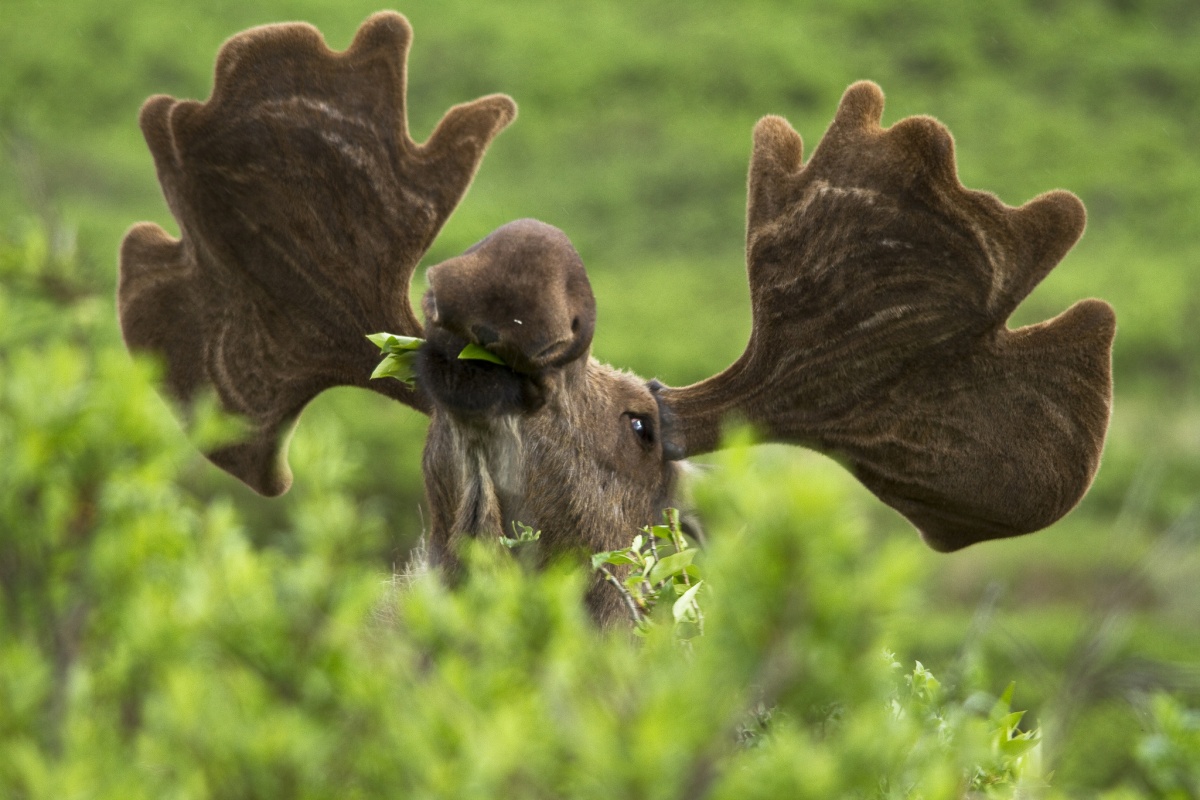 moose eating leaves
