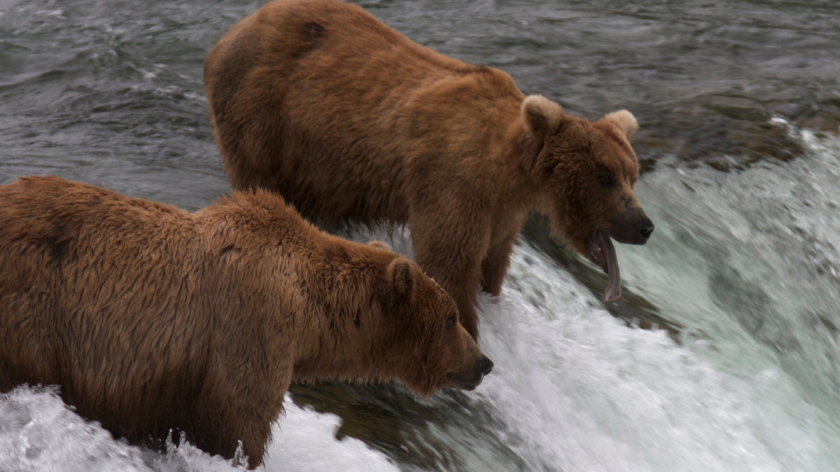 two bears standing at the top of a waterfall