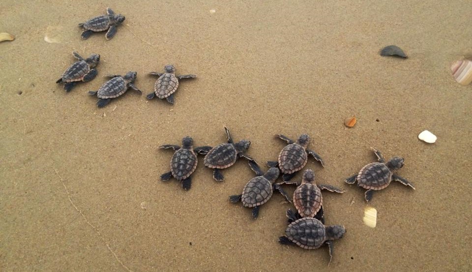 turtles on a beach