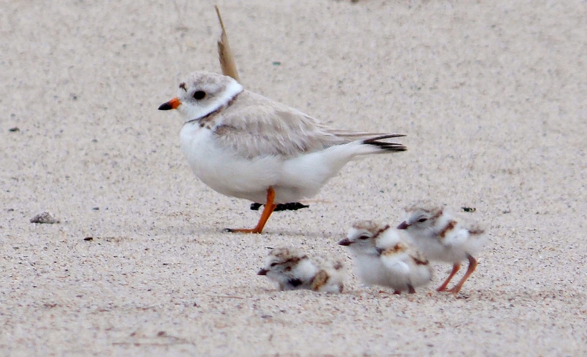 A piping plover stands on a beach with three small chicks.