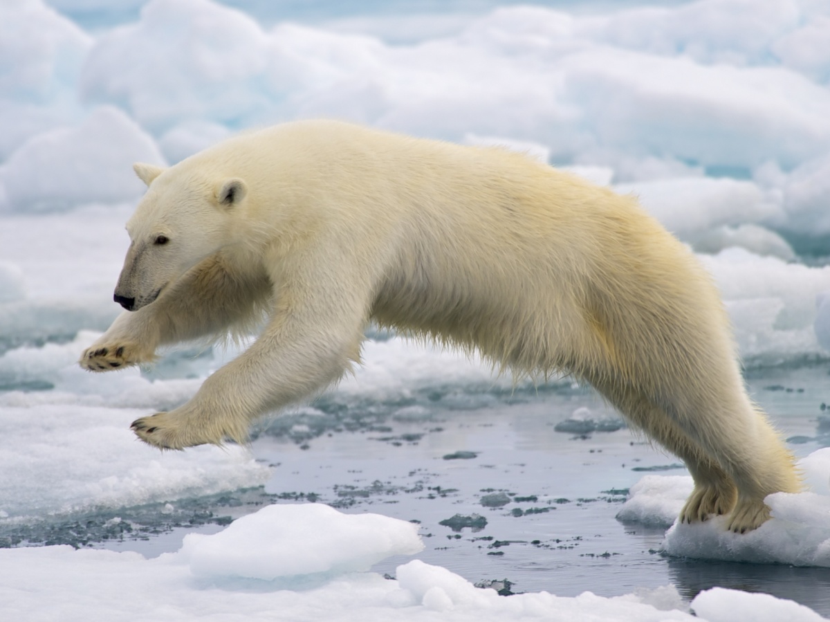 9 animals that are feeling the impacts of climate change . Department of the Interior 9 animals that are feeling the impacts of climate change . Department of the Interior