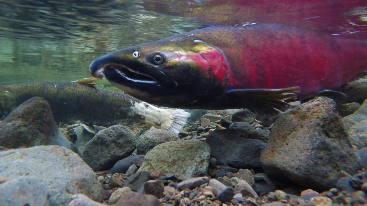 9 animals that are feeling the impacts of climate change . Department of the Interior 9 animals that are feeling the impacts of climate change . Department of the Interior