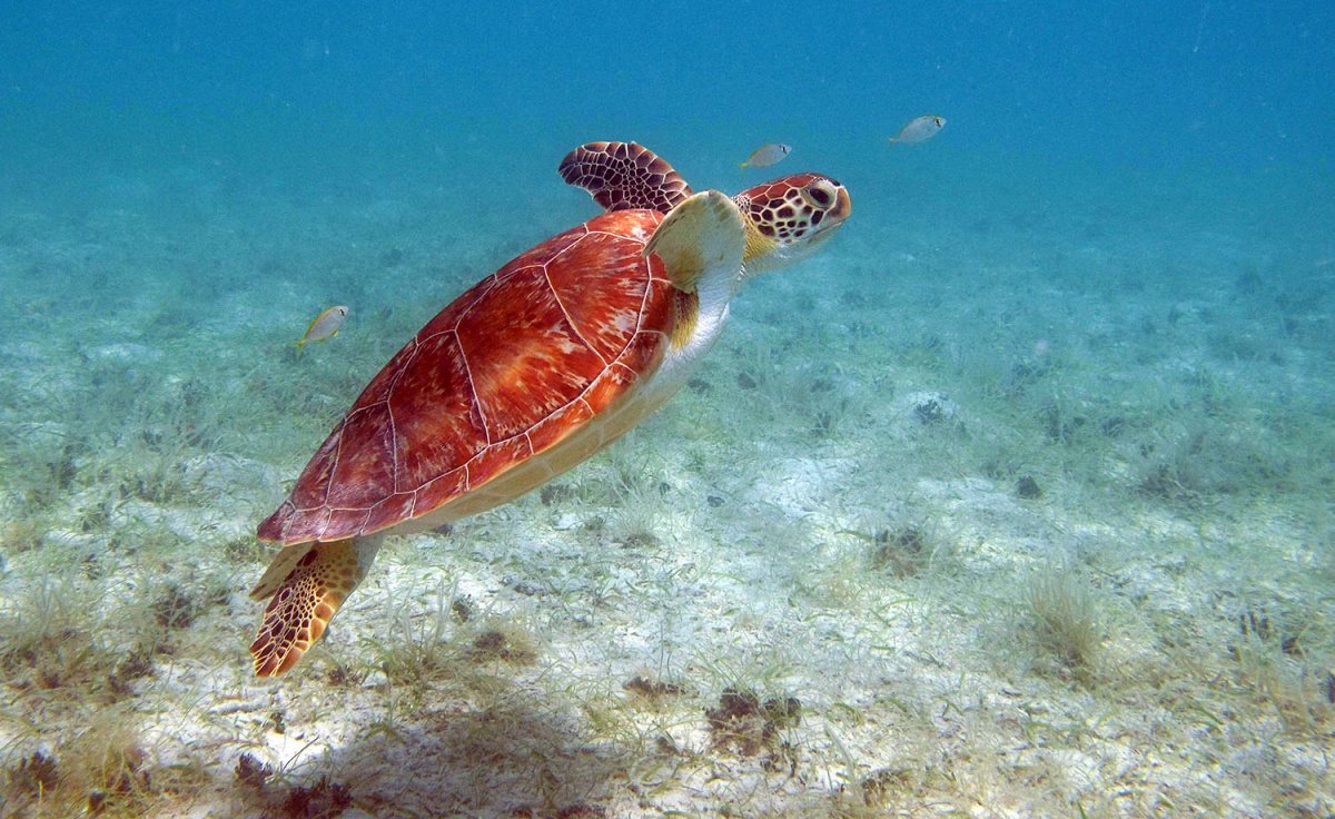 turtle
