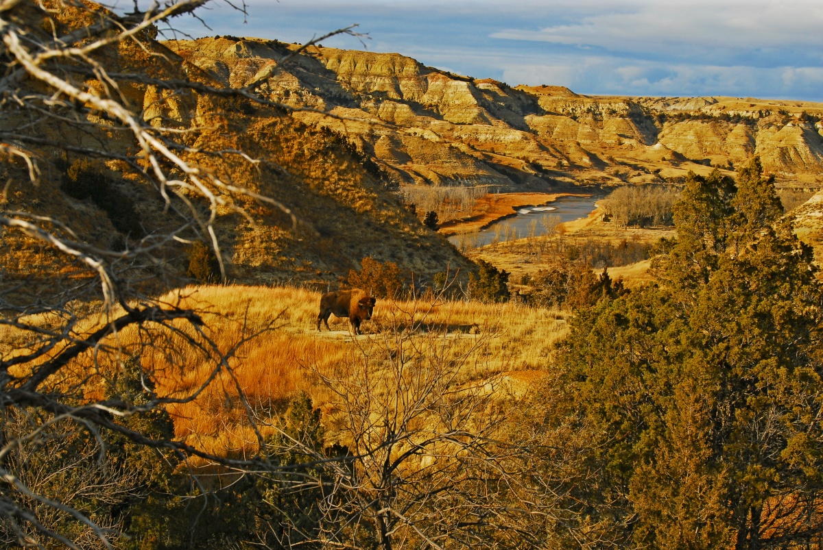 Bison stand in a golden field at Theodore Roosevelt National Park.