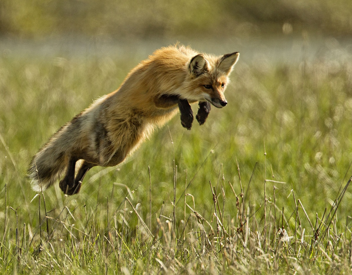 fox pouncing on prey