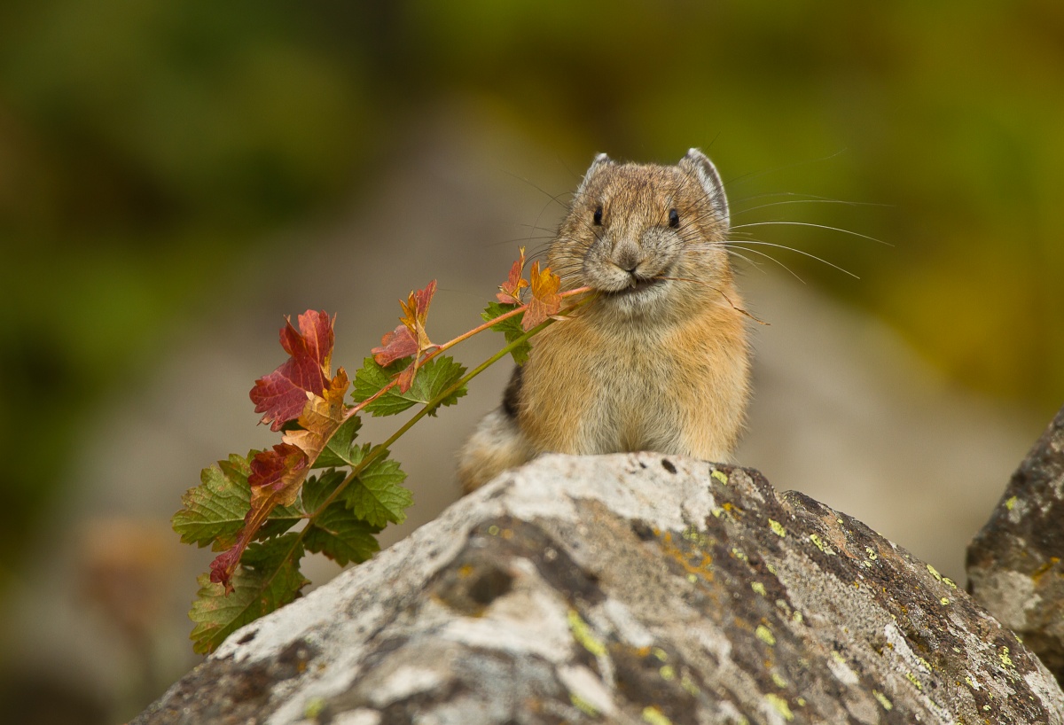 9 Animals That Are Feeling The Impacts Of Climate Change