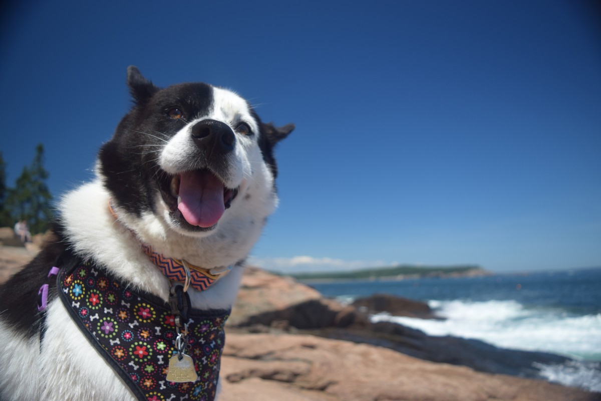 Best Dog-Friendly Public Lands | U.S. Department of the Interior