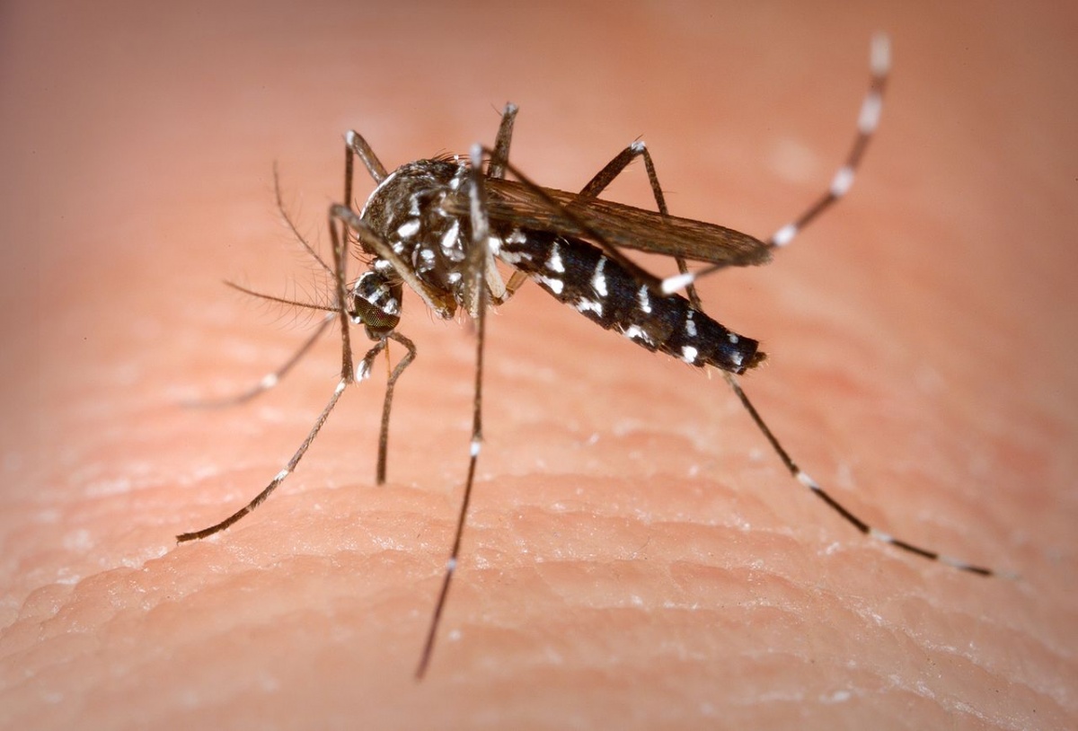 A mosquito landing on human skin.