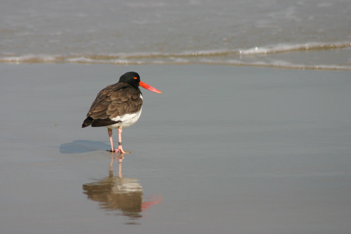 Adult American Oystercatcher