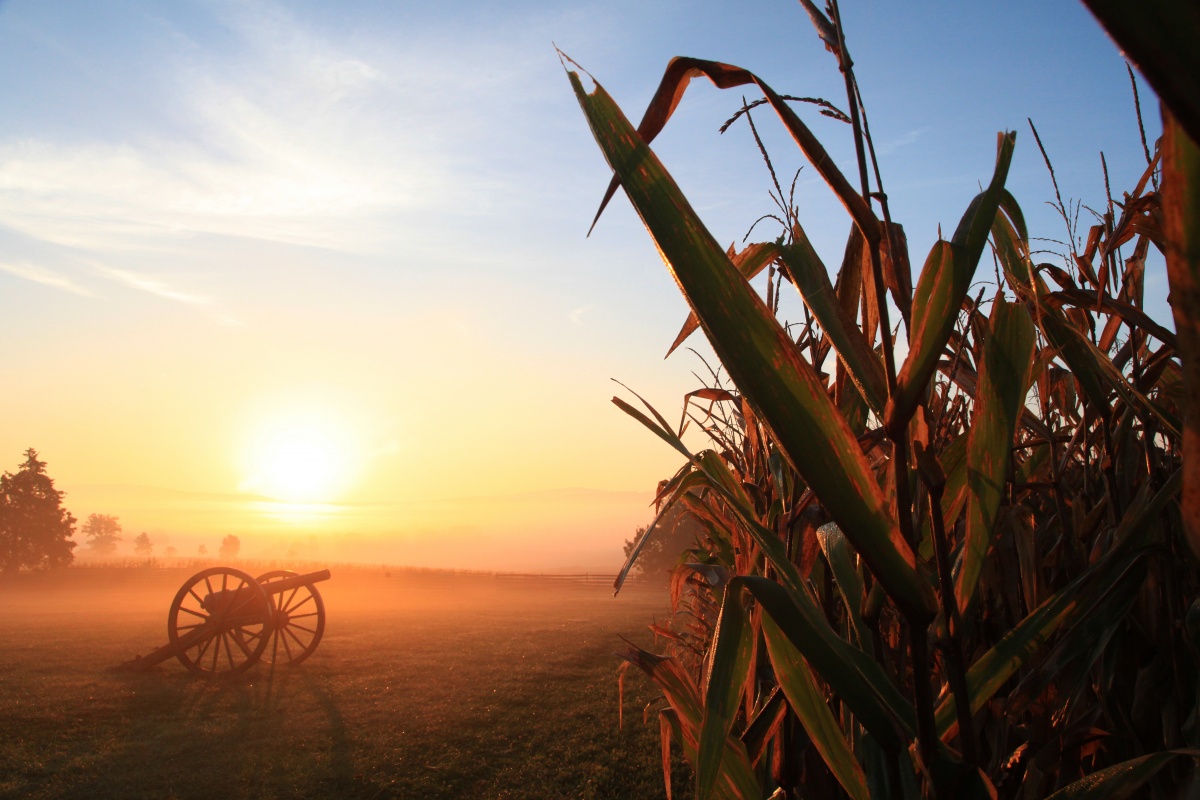 A bright orange sunrise glows over a cornfield and a cannon.