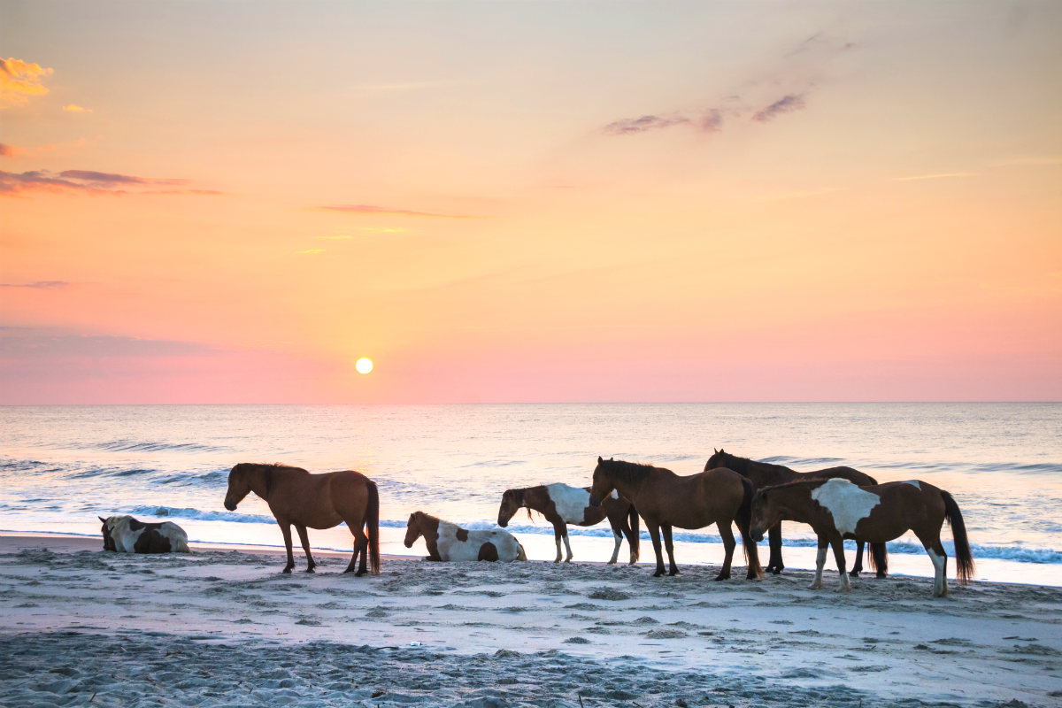 Wild ponies gather on the beach under a sunrise sky 