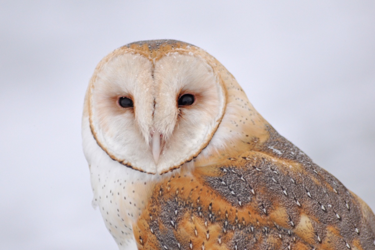 A Barn owl's heart shaped face stares back at the camera. 
