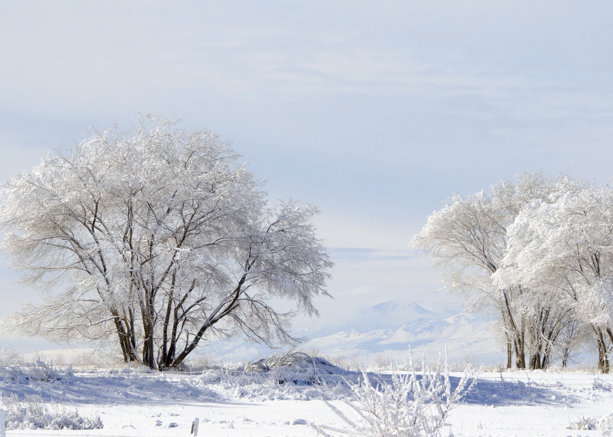 Several low, round topped trees covered with snow stand on a snow covered plain under and overcast sky.