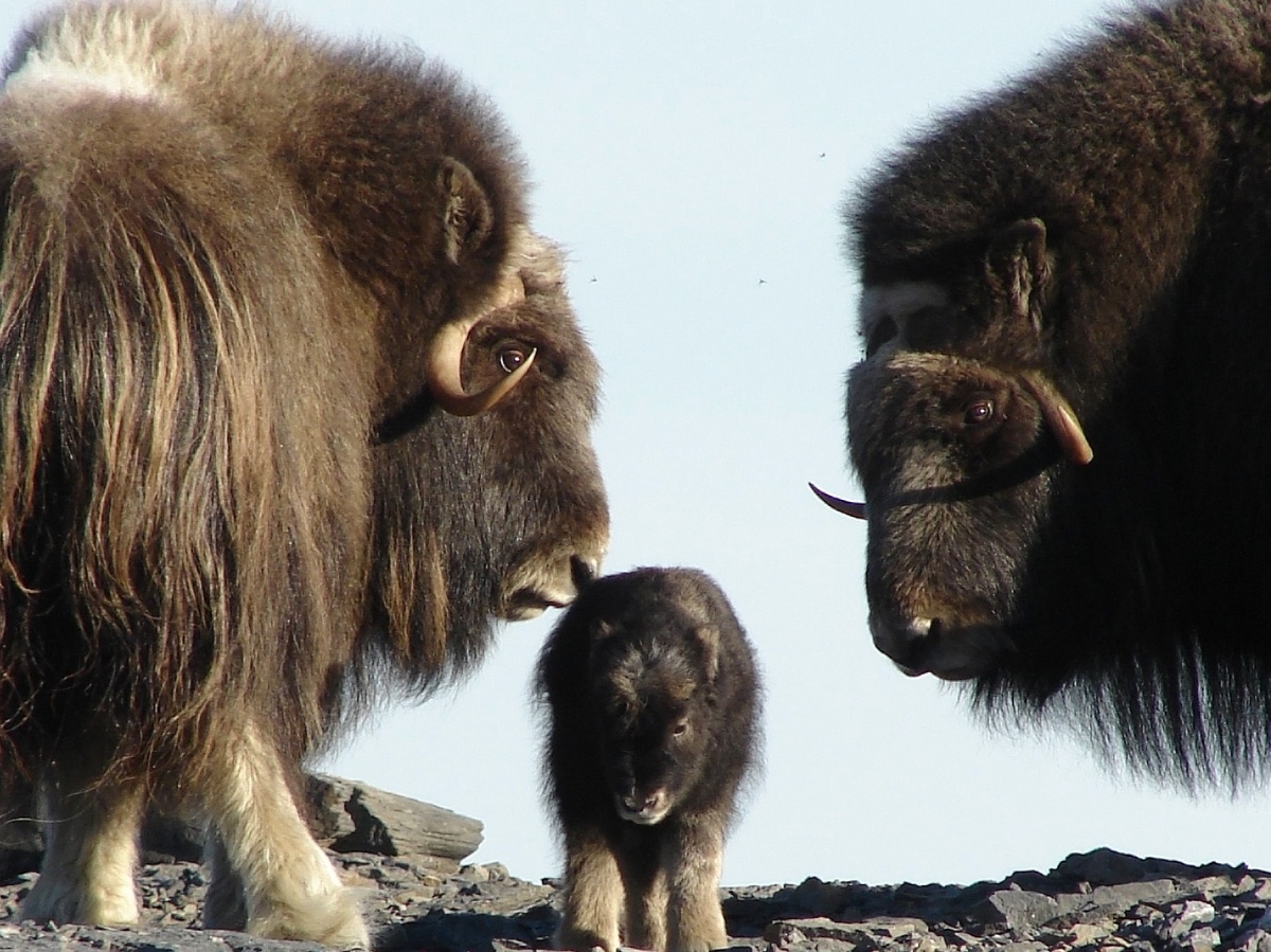 Two large adult muskoxen have thick long brown fur and curled horns. They stand on either side of their much smaller and lighter baby. The three animals stand on top of a rocky terrain with a blue sky in the background.