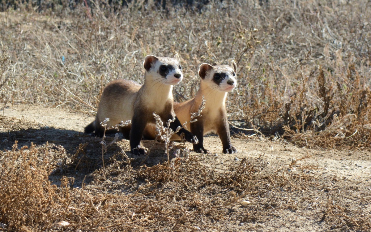Two tan and fuzzy black footed ferrets stand in short grass looking into the distance