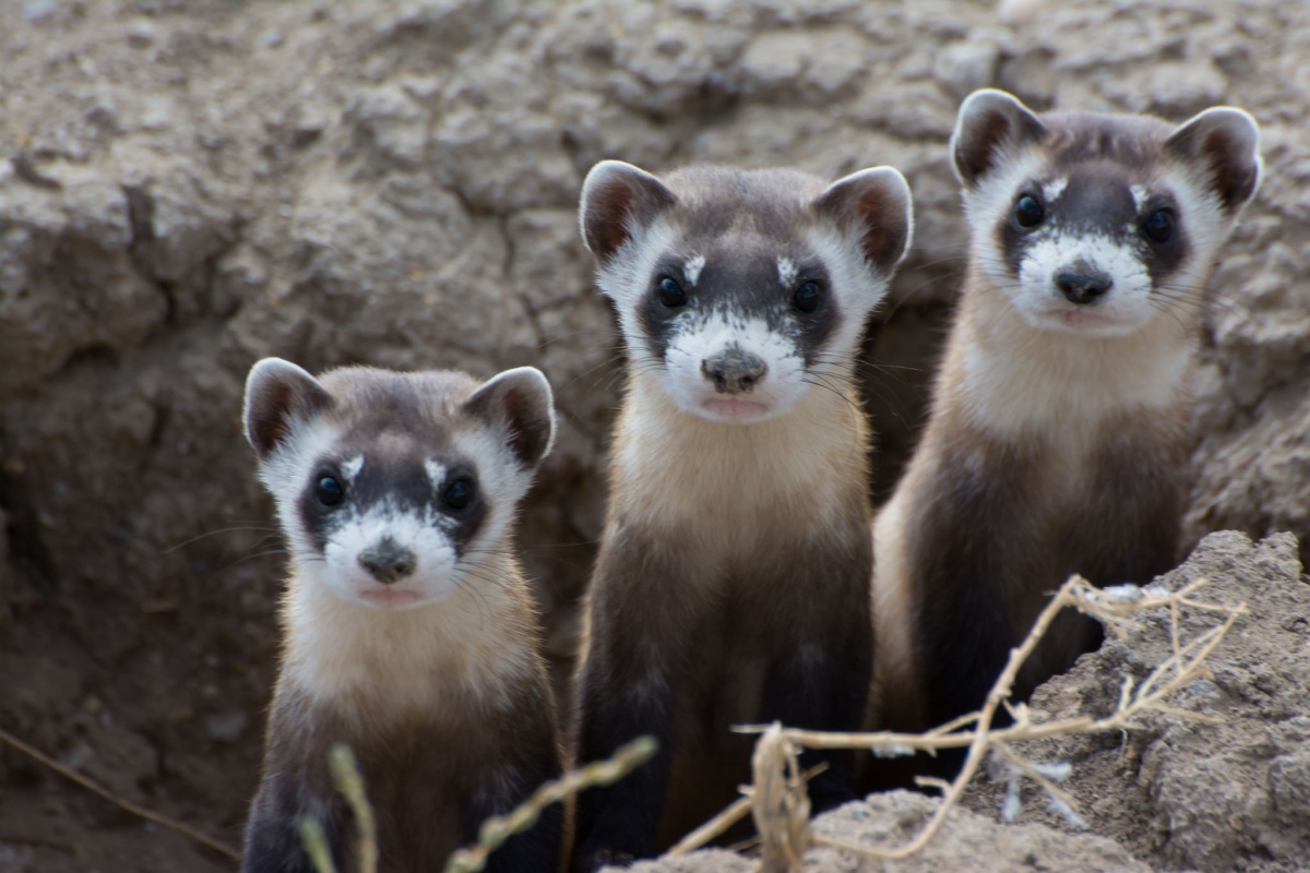 Three black-footed ferrets peak up out of a hole in the ground.