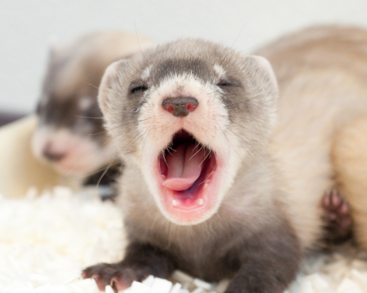 A small, fuzzy black-footed ferret kit yawns at the camera.