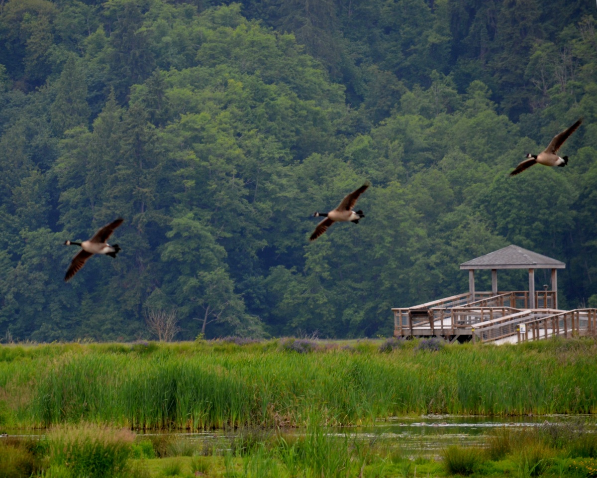Three geese fly over marshy waters with sprouting green vegetation and a walk up to a small pavilion 