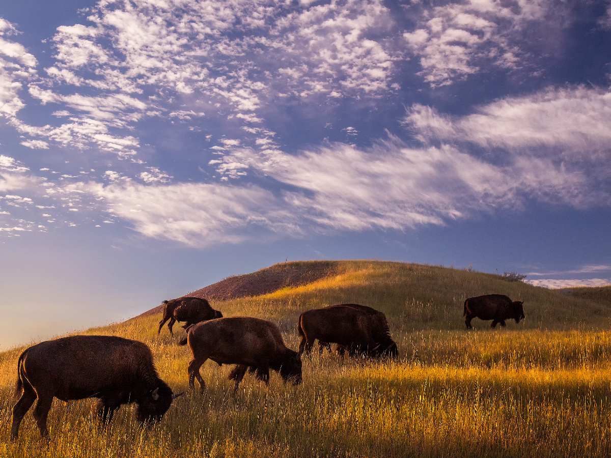 Bison roaming in grass