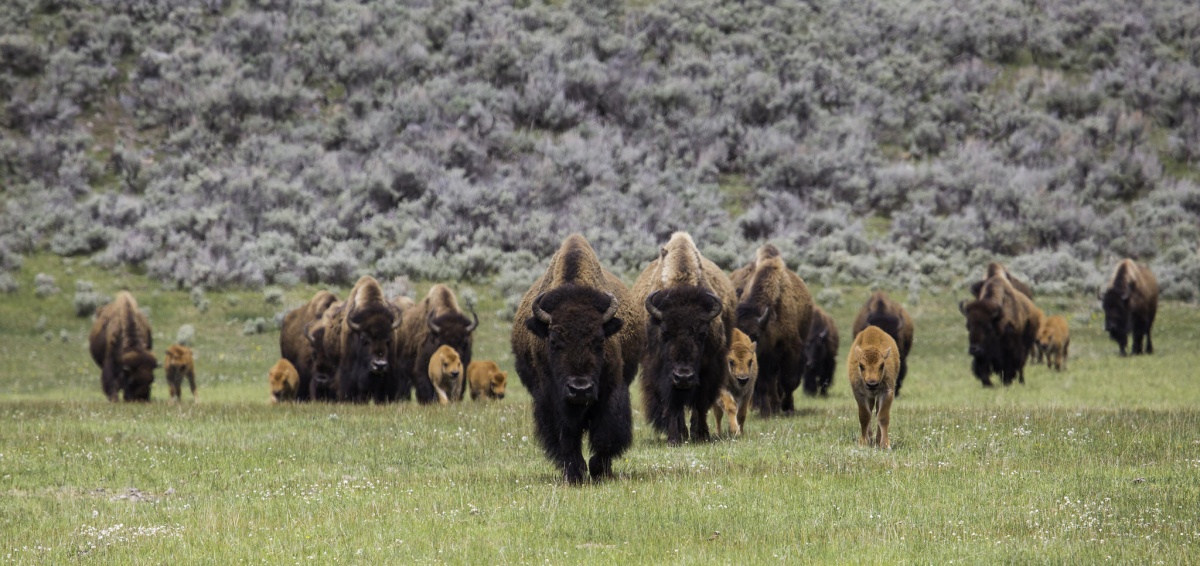 bison herd on the move