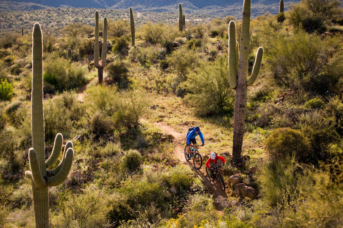 Two mountain bikers wearing helmets ride down a trail curving through a desert landscape of low bushes and tall cacti.