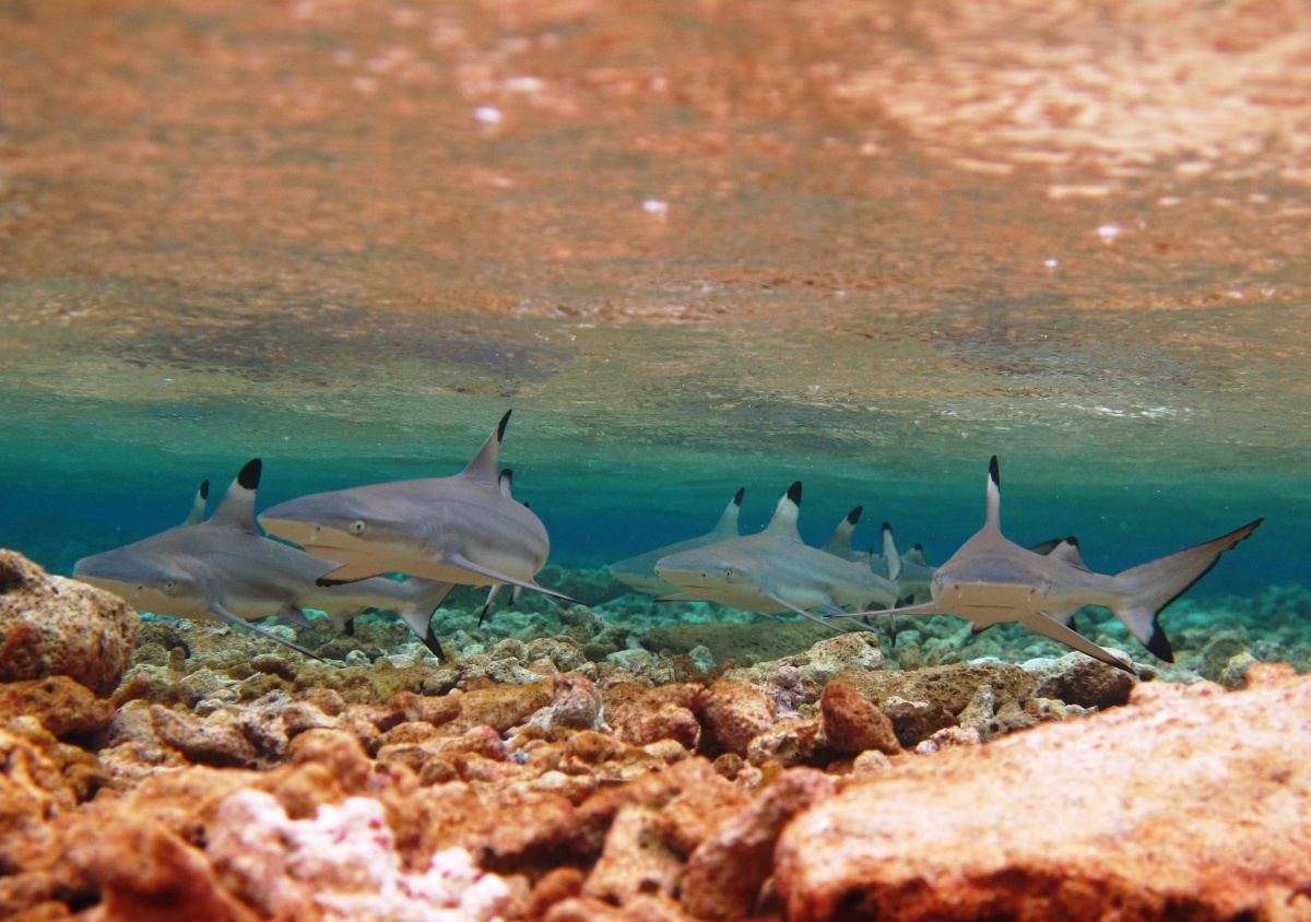 Photo of group of black tipped shark pups under the water, orange and brown rocks covering the ocean floor beneath them