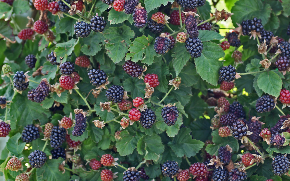 A green, leafy berry bush has many ripe black berries growing on it.