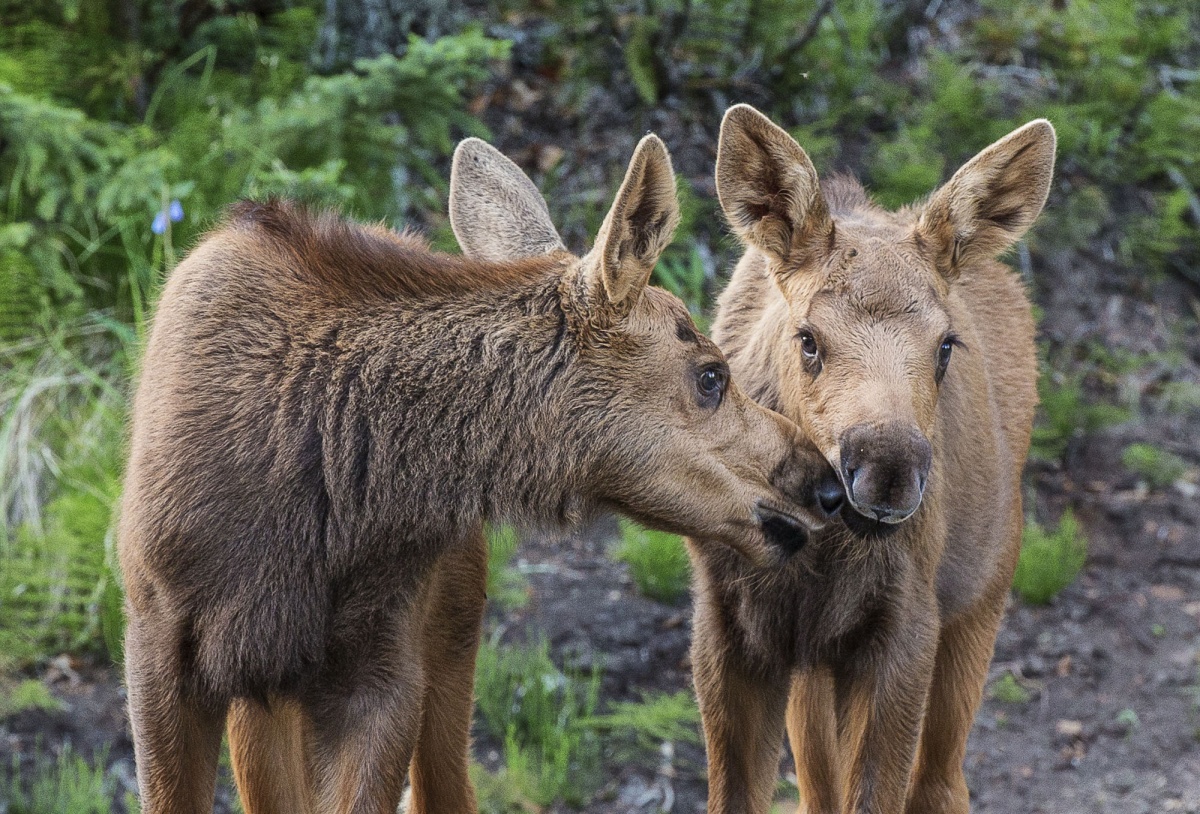 11 Photos of Affectionate Animals . Department of the Interior 11 Photos of Affectionate Animals . Department of the Interior