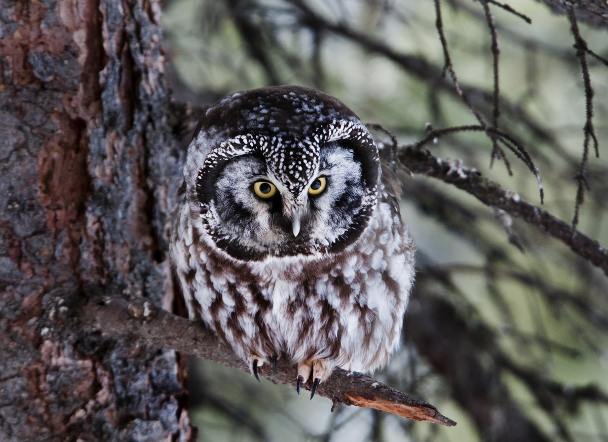 A boreal owl leans forward on its branch, as its yellow eyes peer out.  