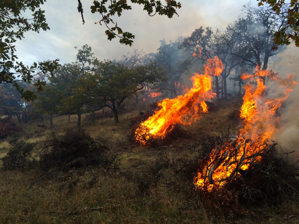 Piles of vegetation burn in a forest.