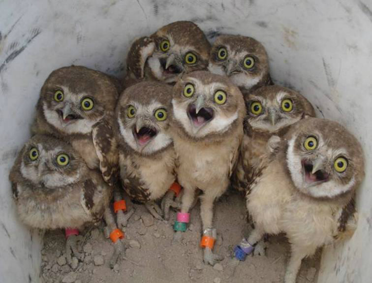 very cute real owls