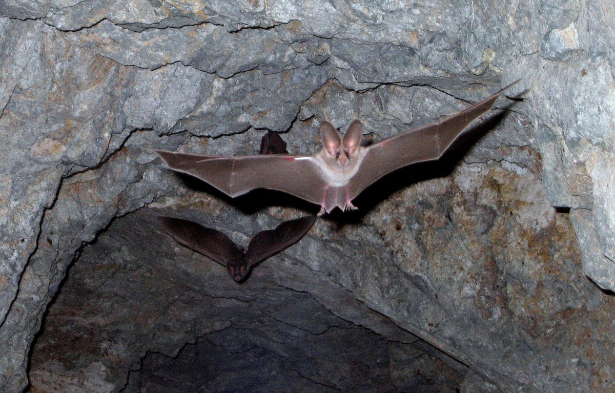 What is the lifespan of a bat?