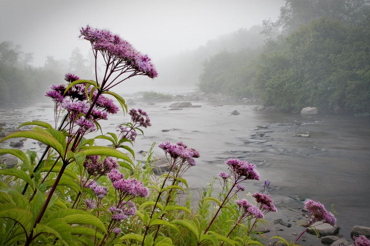 Tall pink flowers grow next to a wide river on a misty day.